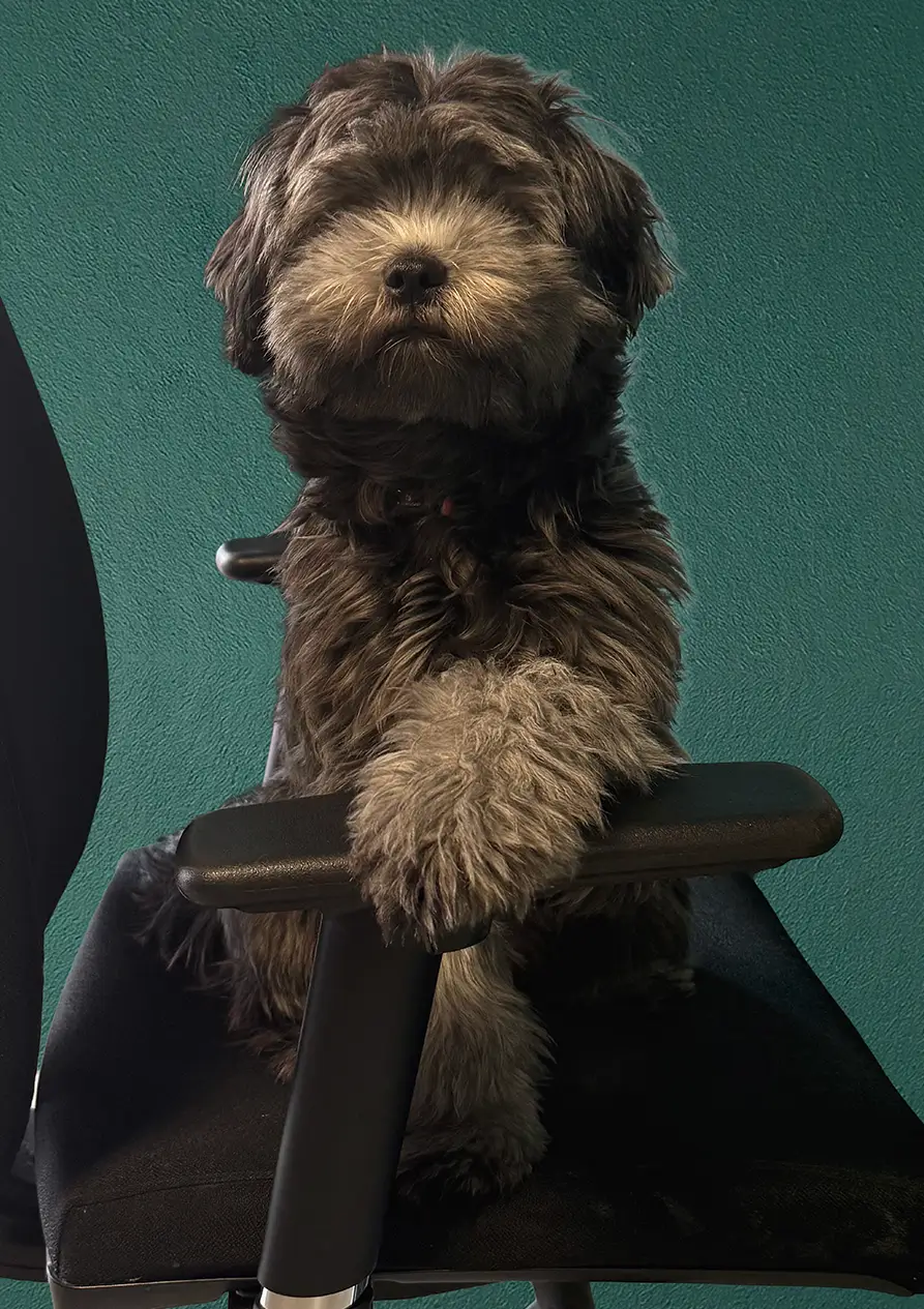 Frummel-kantoorhond-VF